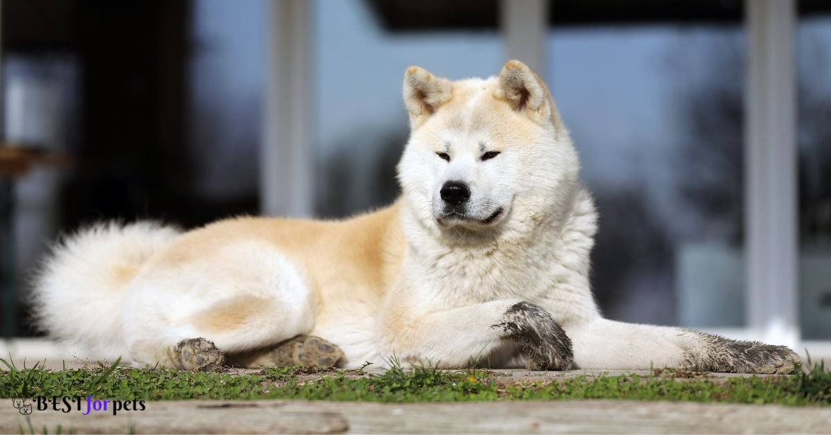 Akita- Dog Breeds That Love The Snow