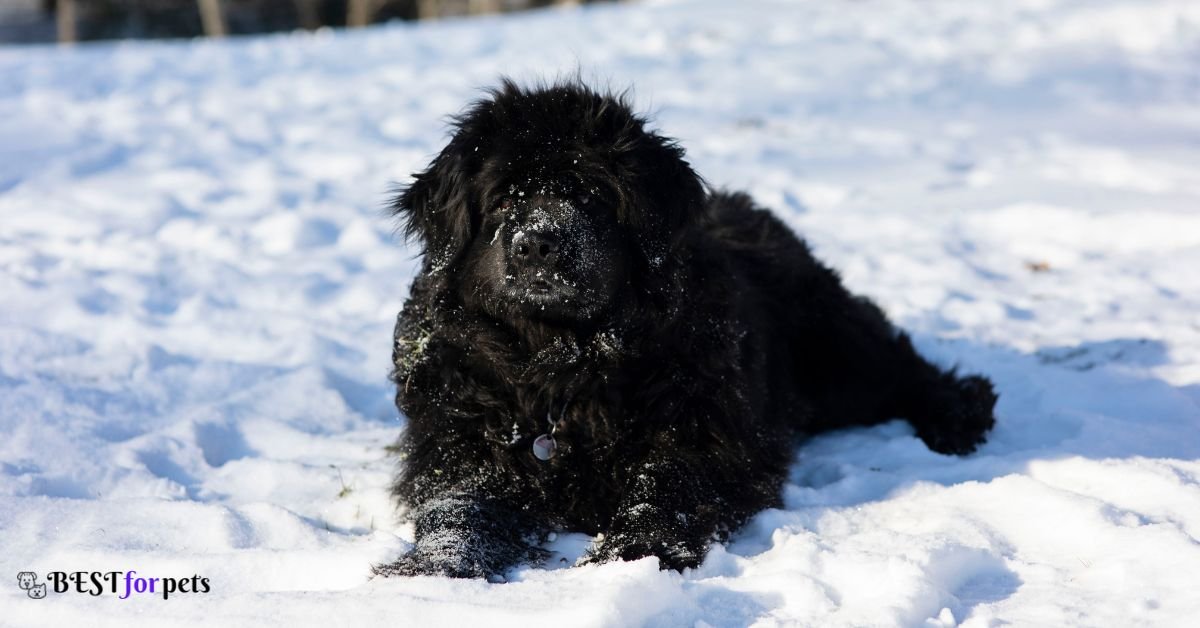 Newfoundland - Dog Breeds That Love The Snow
