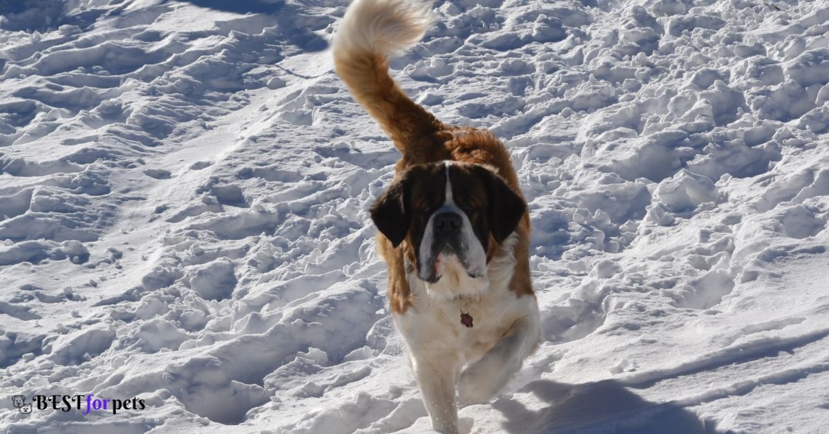 Saint Bernard- Dog Breeds That Love The Snow