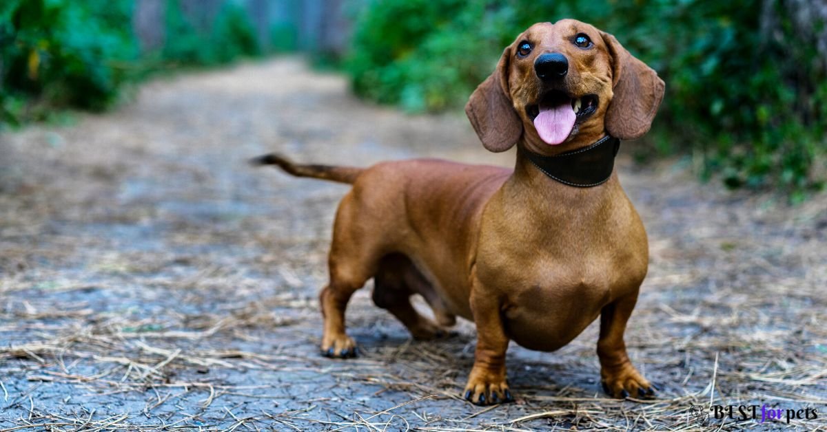 Dachshund- Dog Breeds That Love To Dig Holes