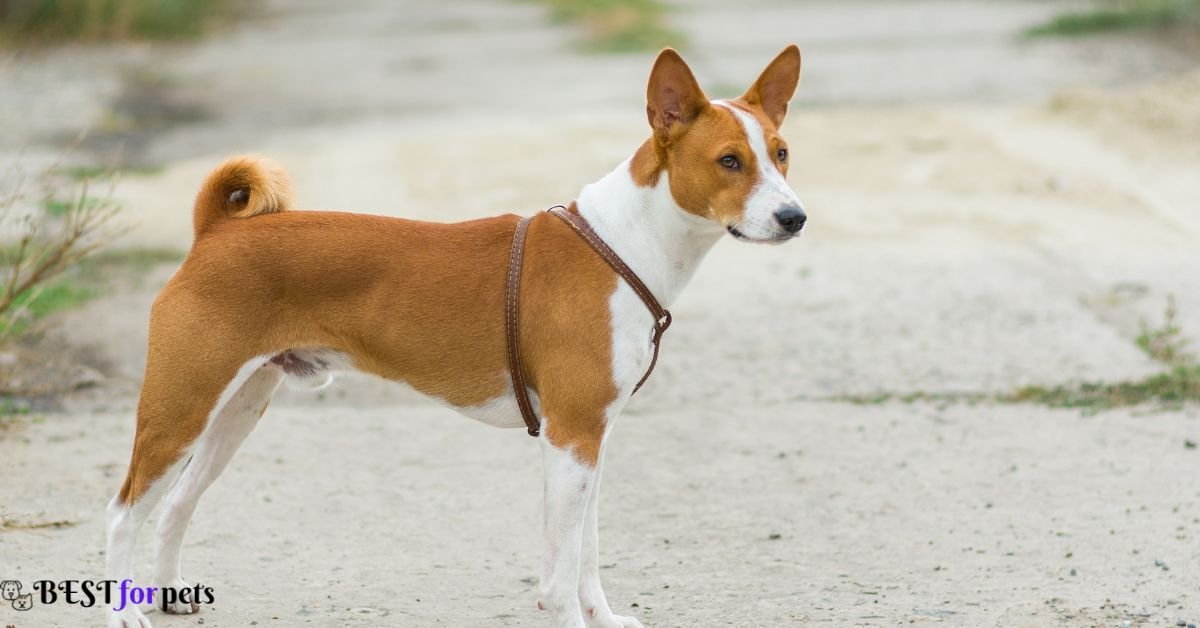 Basenji- Dog Breeds That Love To Dig Holes