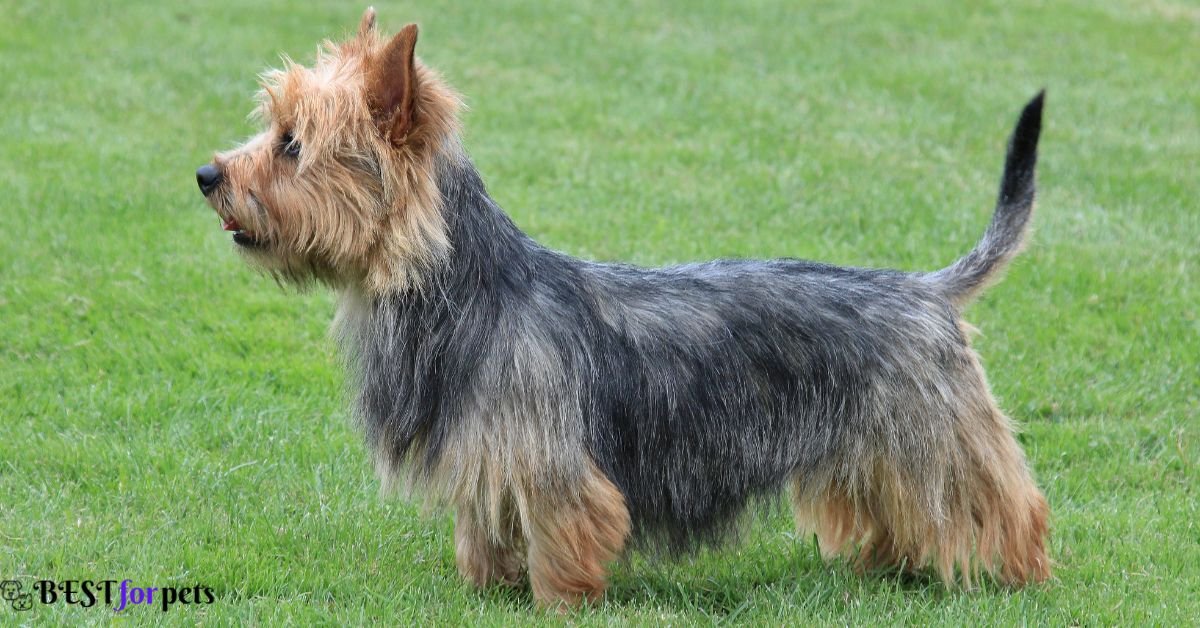 Australian Terrier- Dog Breeds That Love To Dig Holes