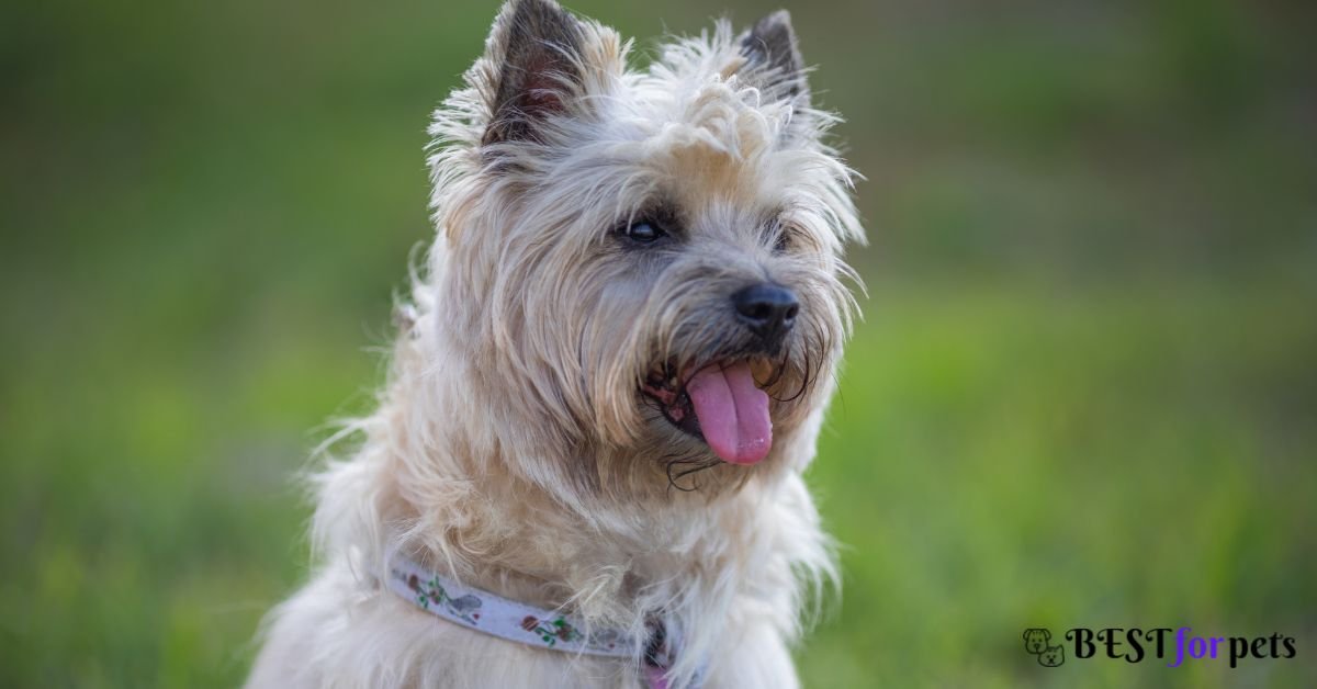 Cairn Terrier- Dog Breeds That Love To Dig Holes
