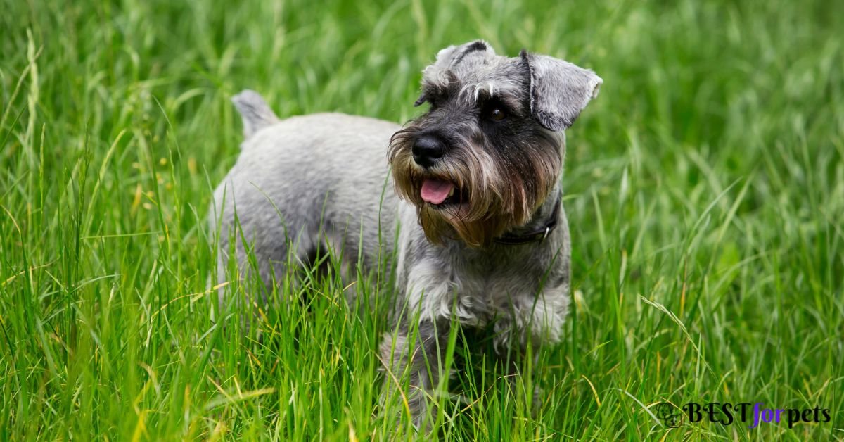 Miniature Schnauzer- Dog Breeds That Love To Dig Holes