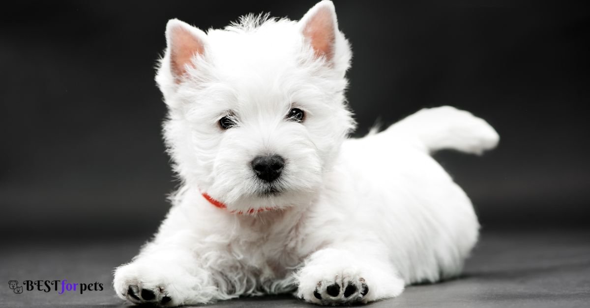 West Highland White Terrier - Dog Breeds That Love To Dig Holes