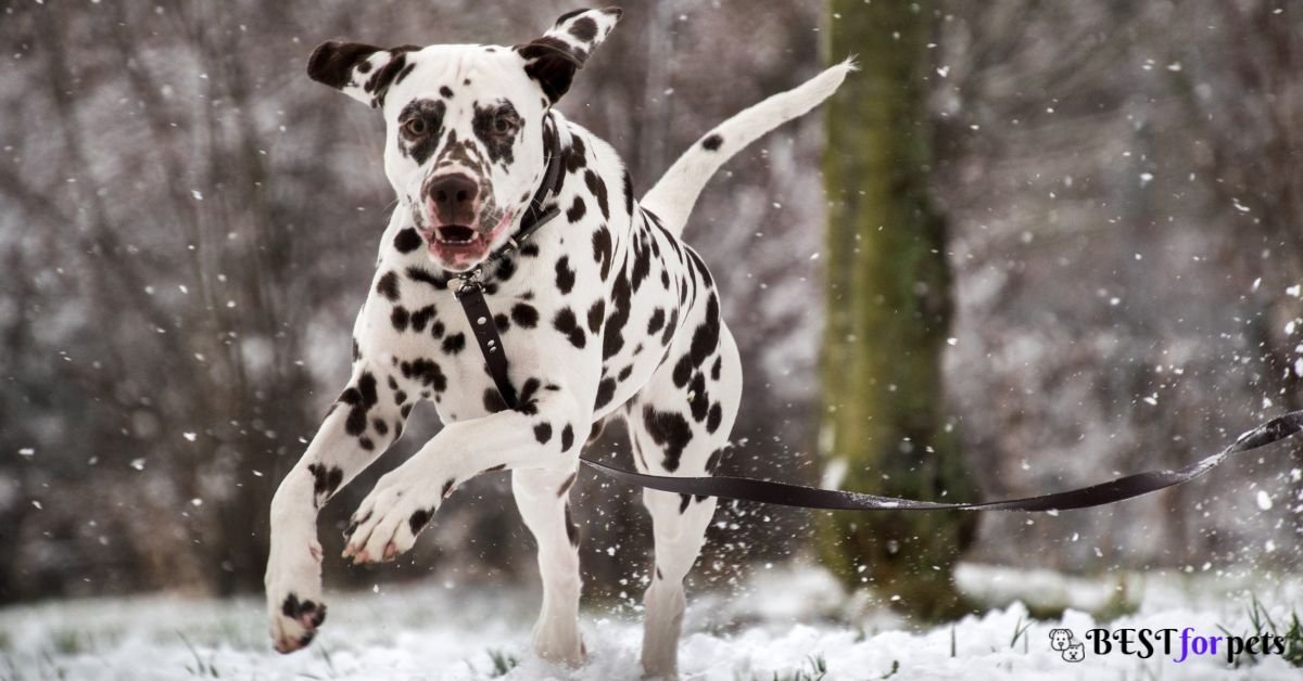 Dalmatian- Dog Breeds That Love To Dig Holes