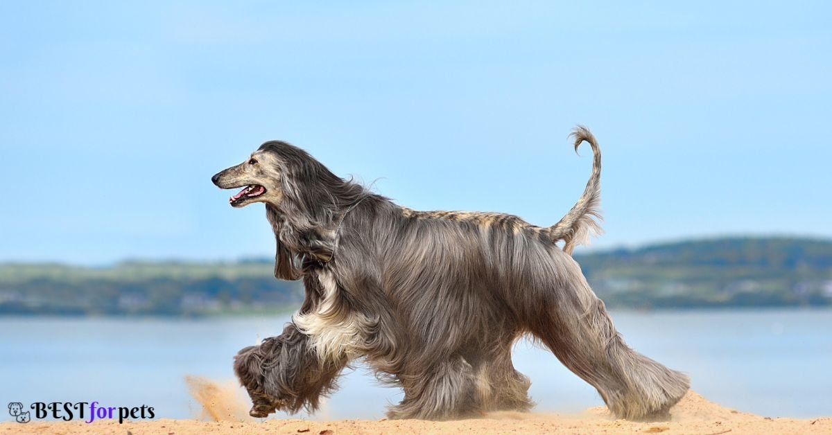 Afghan Hound - Dog Breed With Long Tails