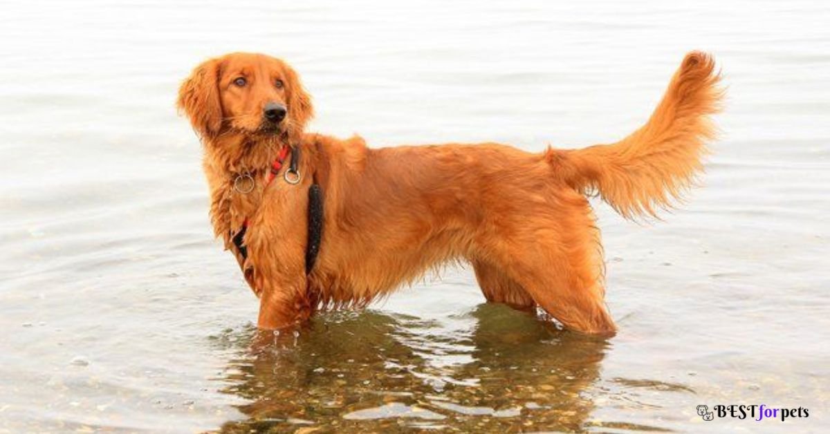 Golden Retriever- Dog Breed With Long Tails