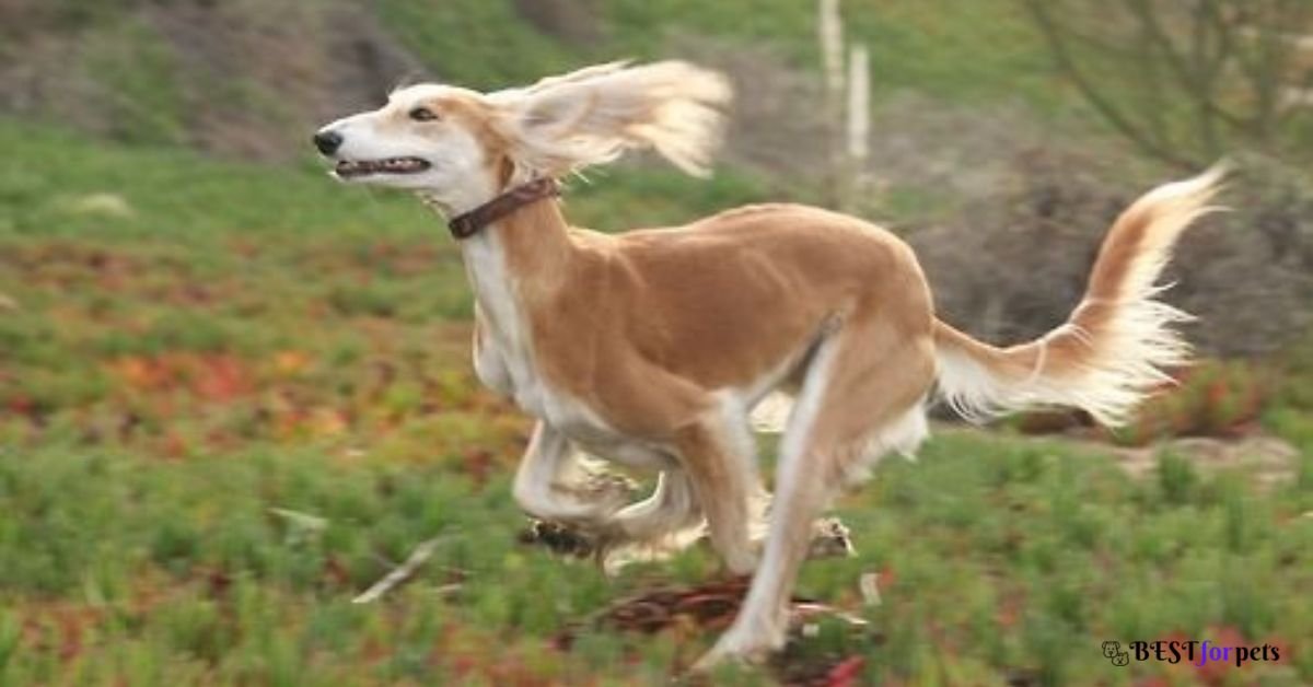 Saluki - Dog Breed With Long Tails