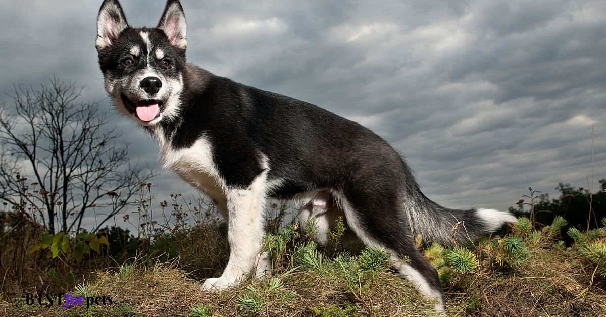 Siberian Husky- Dog Breed With Long Tails