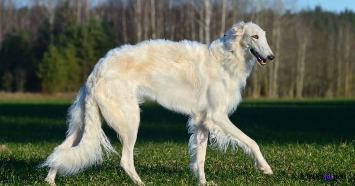 Borzoi- Dog Breed With Long Tails