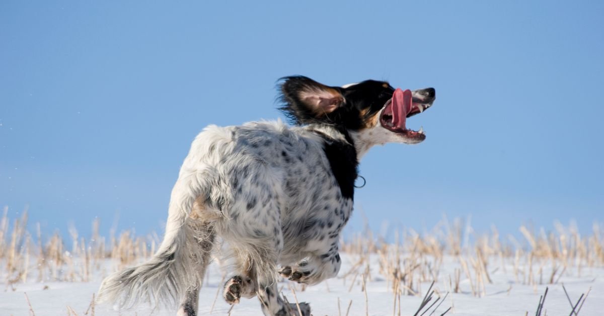 English Setter - Dog Breed With Long Tails