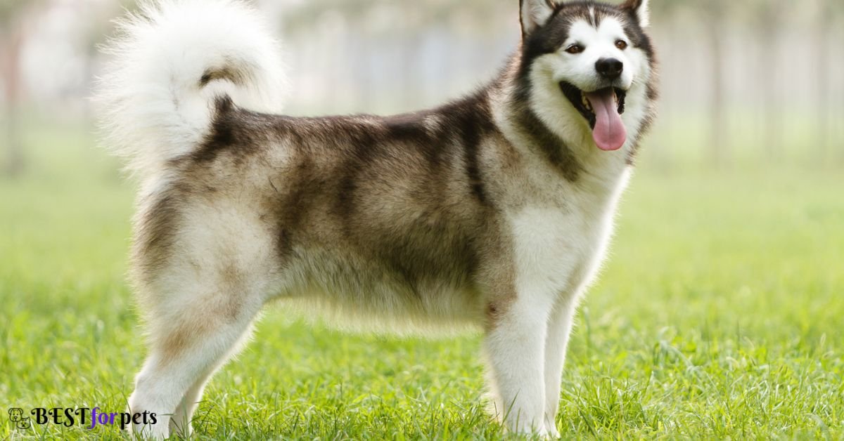 Alaskan Malamute- Dog Breed With Long Tails