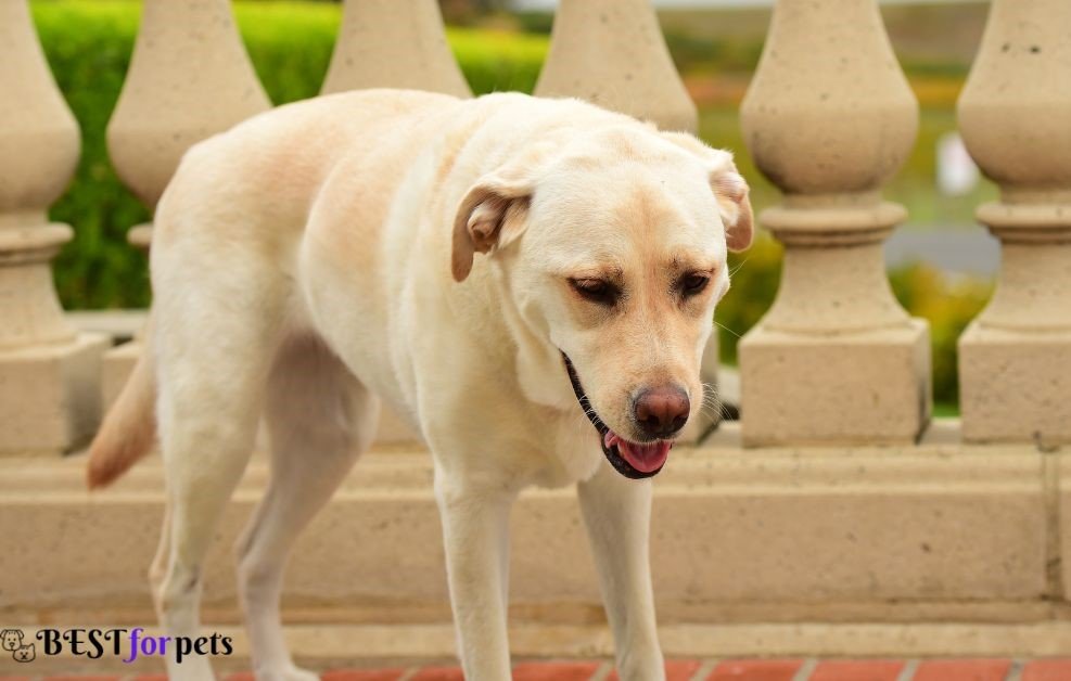 Labrador Retriever-Companion Dog Breed For Emotional Support