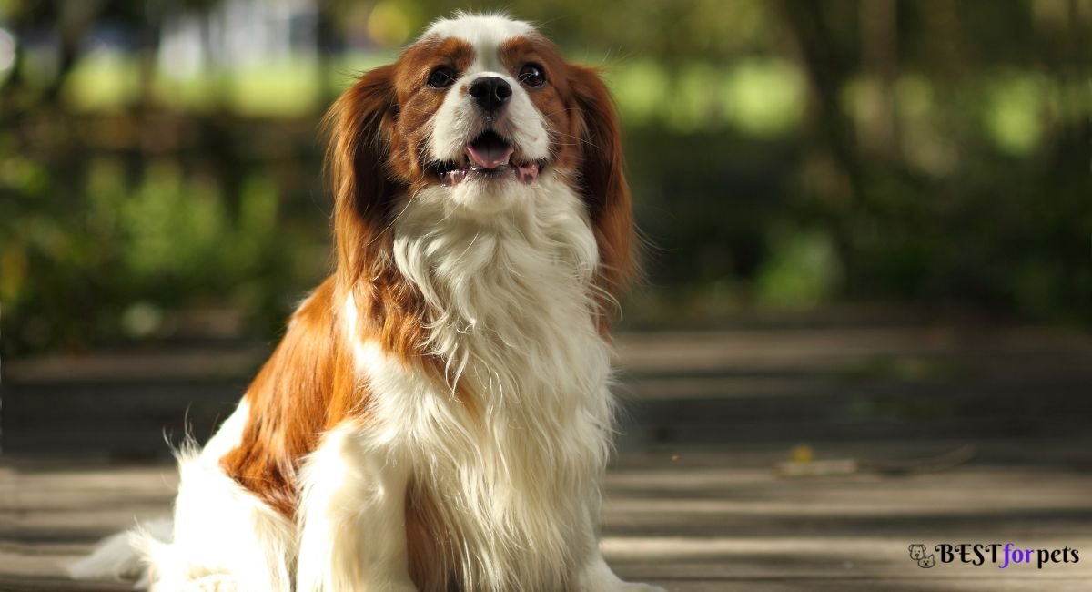 Cavalier King Charles Spaniel-Companion Dog Breed For Emotional Support