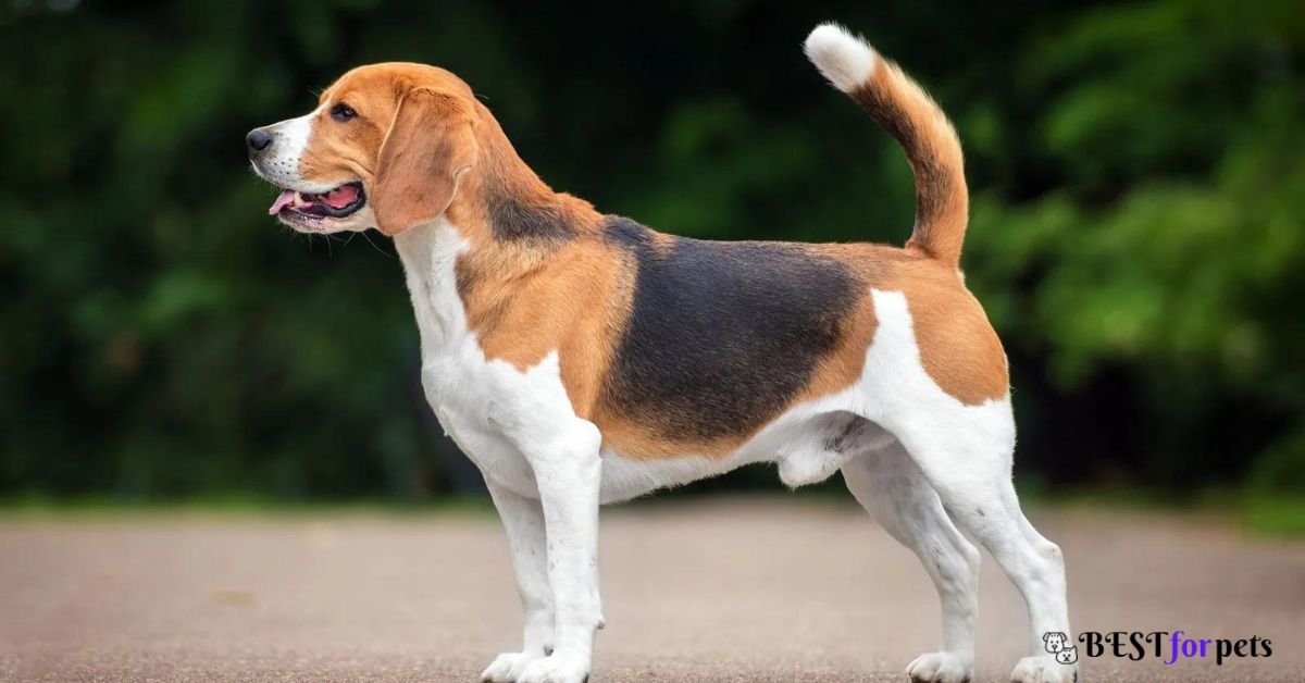 Beagle-Companion Dog Breed For Emotional Support