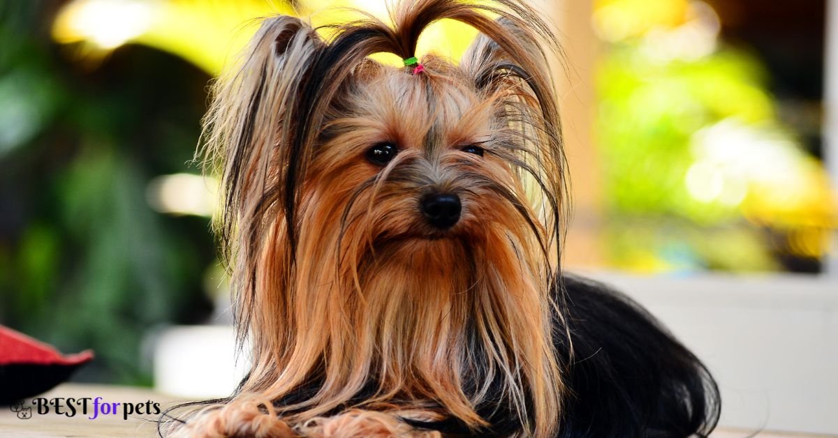 Yorkshire Terrier-Companion Dog Breed For Emotional Support