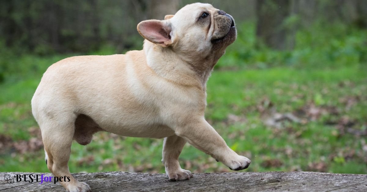 French Bulldog-Companion Dog Breed For Emotional Support