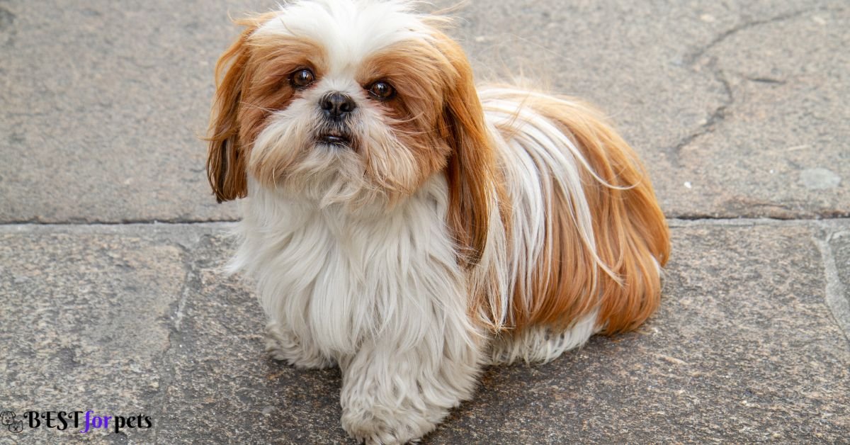 Shih Tzu-Companion Dog Breed For Emotional Support