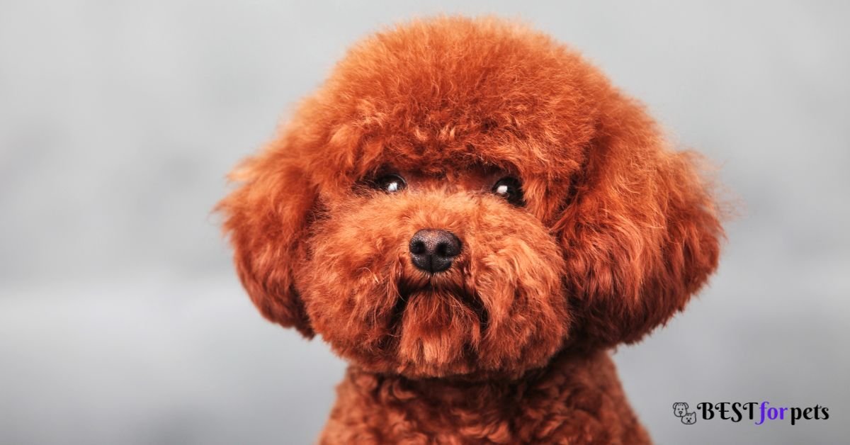Poodle -Companion Dog Breed For Emotional Support