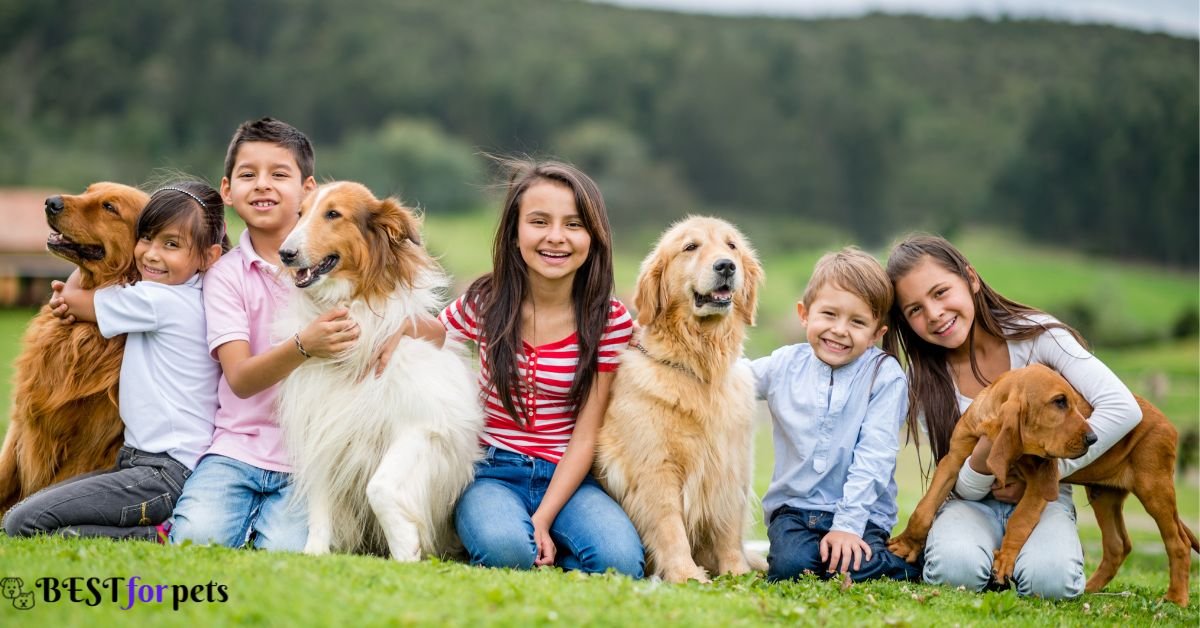 Dog Breeds For First Time Dog Owners