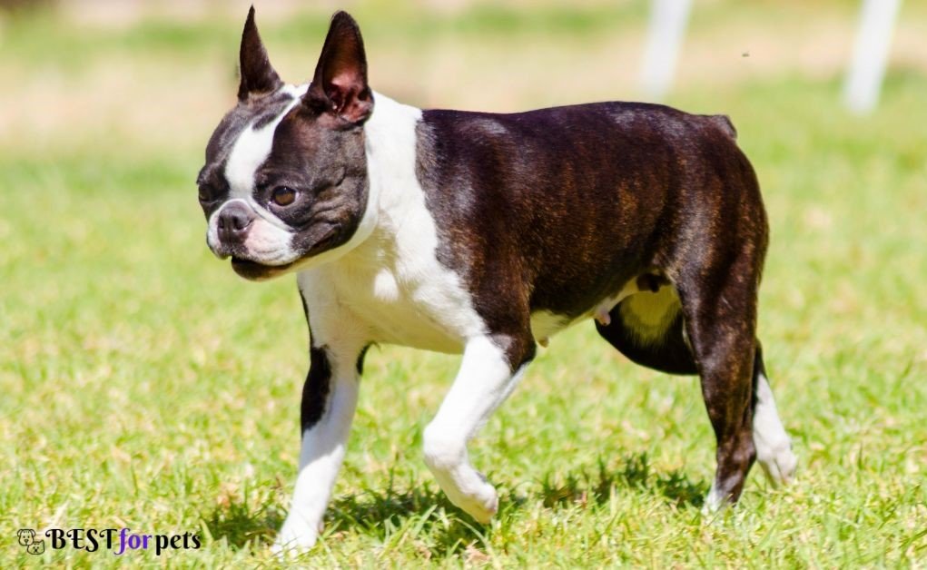 Boston Terrier-Dog Breed For First Time Dog Owners