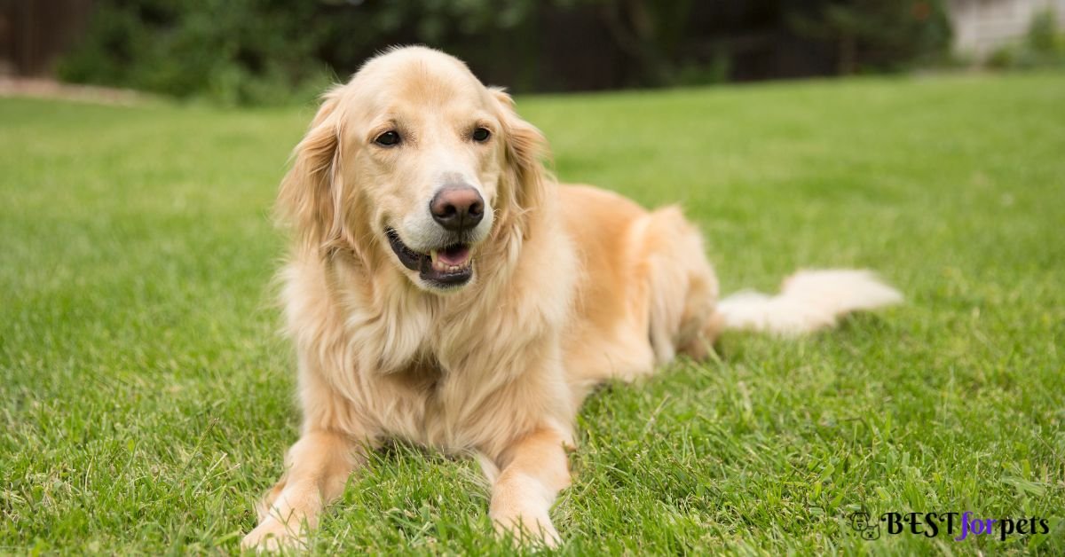 Golden Retriever-Dog Breed For First Time Dog Owners