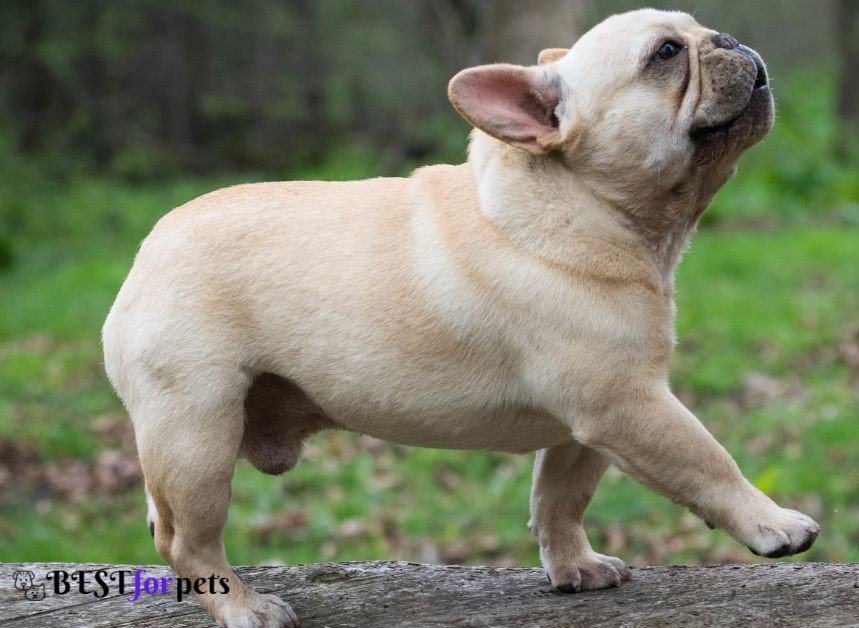 French Bulldog-Dog Breed For First Time Dog Owners