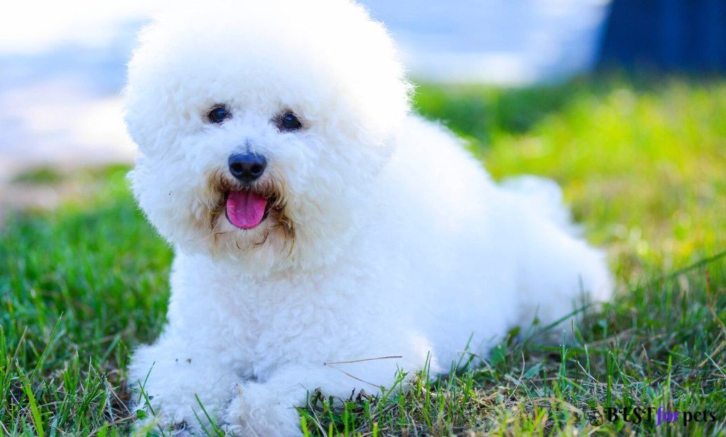 Bichon Frise-Dog Breed For First Time Dog Owners