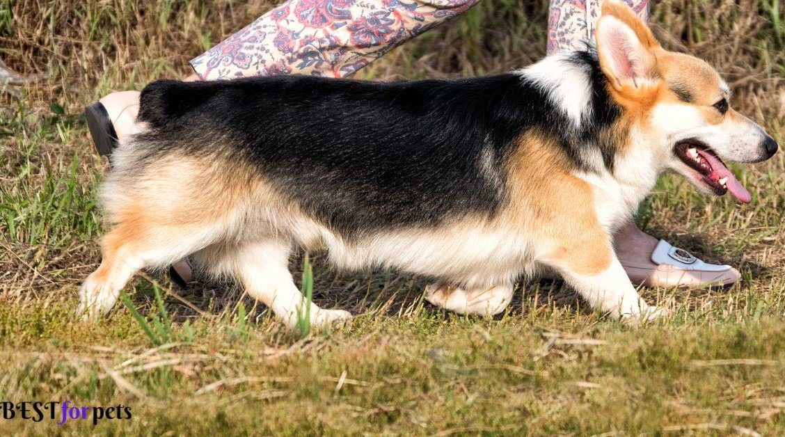 Pembroke Welsh Corgi-Dog Breed For First Time Dog Owners