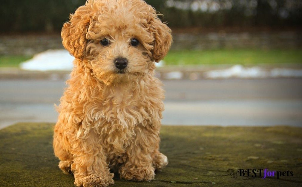 Poodle (Standard, Miniature, or Toy) -Dog Breed For First Time Dog Owners