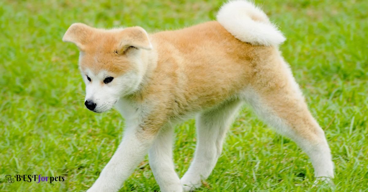 Amazing Dog Breeds With Curly Tails