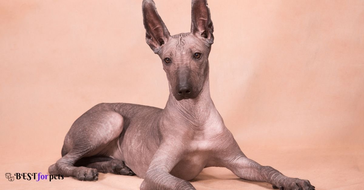 Mexican Hairless Dog (Xoloitzcuintli)-Amazing Dog Breed With Curly Tails