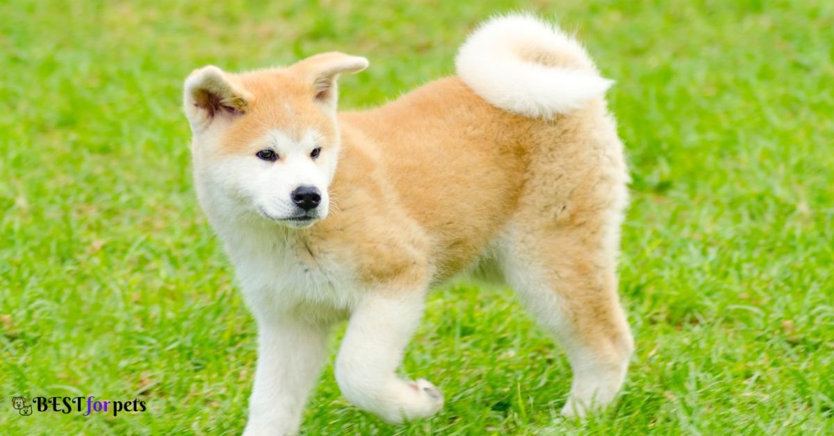 Akita Inu-Amazing Dog Breed With Curly Tails
