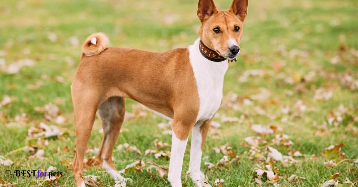 Basenji-Amazing Dog Breed With Curly Tails
