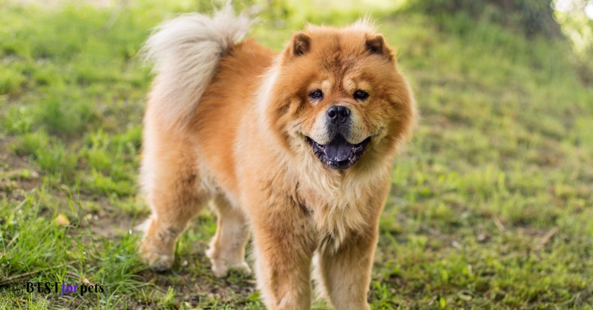 Chow Chow-Amazing Dog Breed With Curly Tails