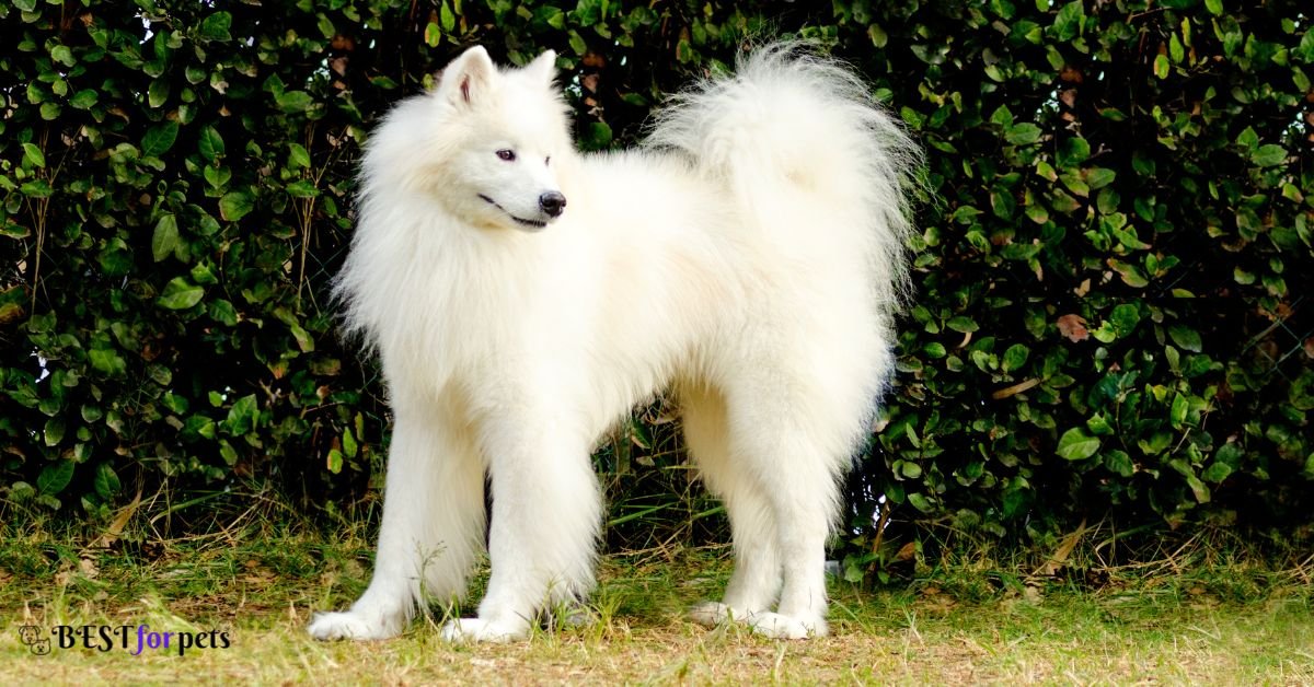 Samoyed-Amazing Dog Breed With Curly Tails
