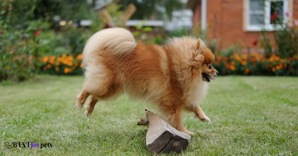Pomeranian-Amazing Dog Breed With Curly Tails