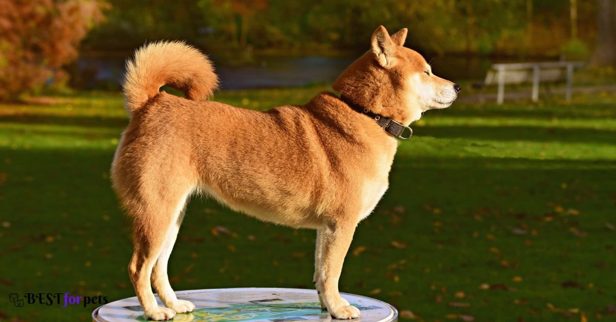 Shiba Inu-Amazing Dog Breed With Curly Tails