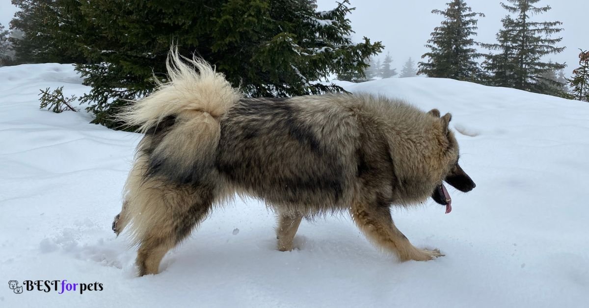 Eurasier -Amazing Dog Breed With Curly Tails