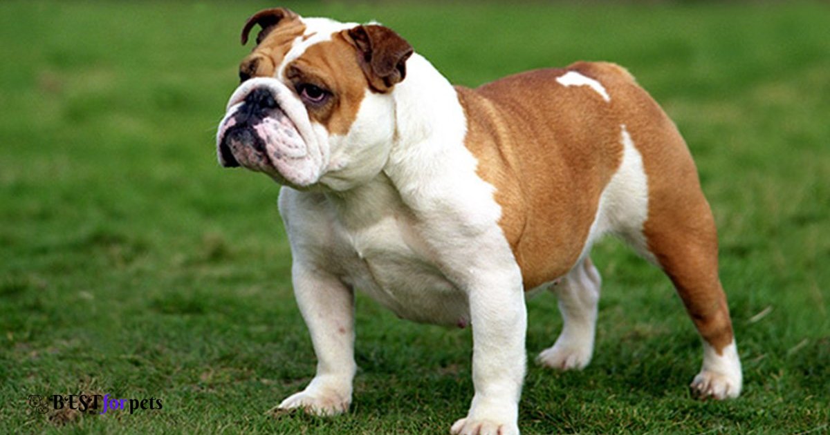 Bulldog - Dog Breed With The Shortest Lifespan