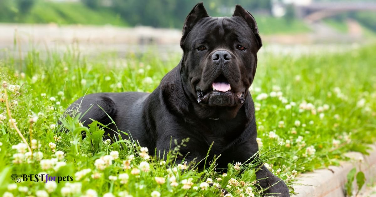 Cane Corso- Dog Breed With The Shortest Lifespan