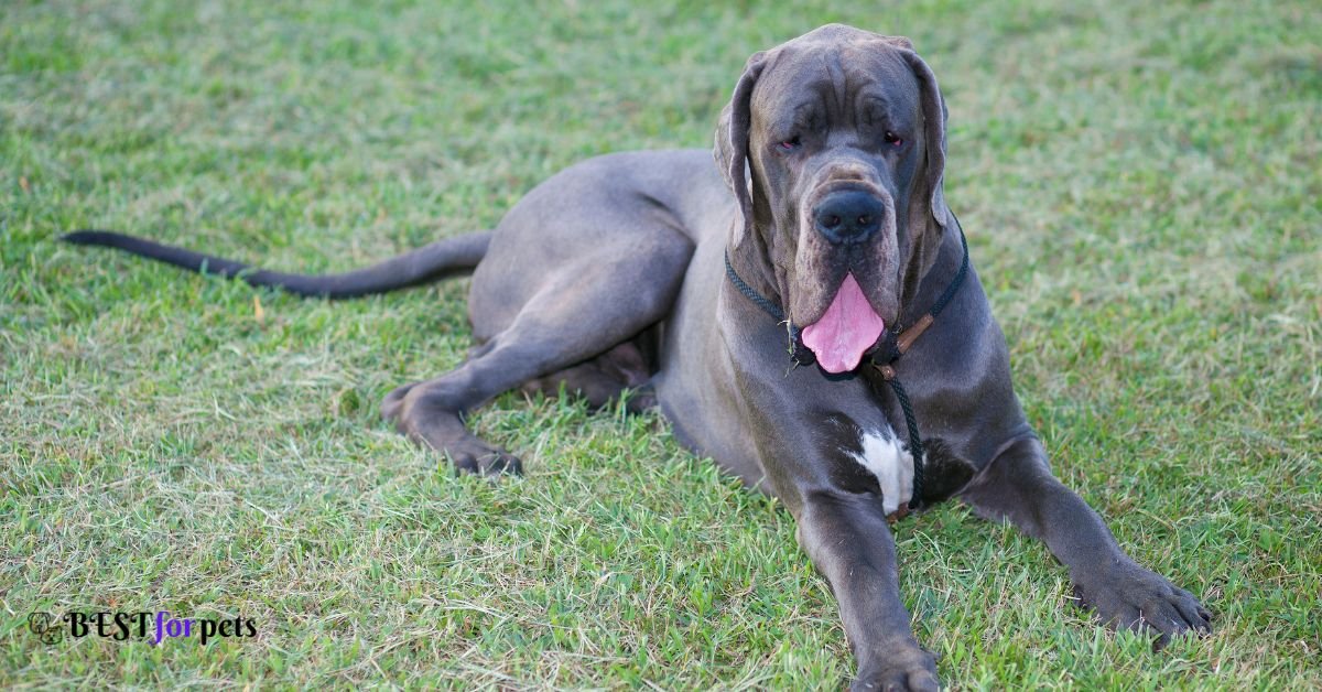 Great Dane - Dog Breed With The Shortest Lifespan