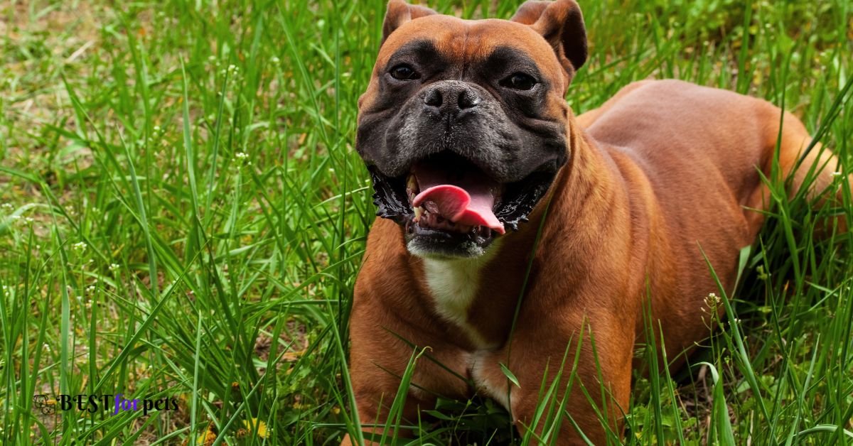Boxer- Dog Breed With The Shortest Lifespan