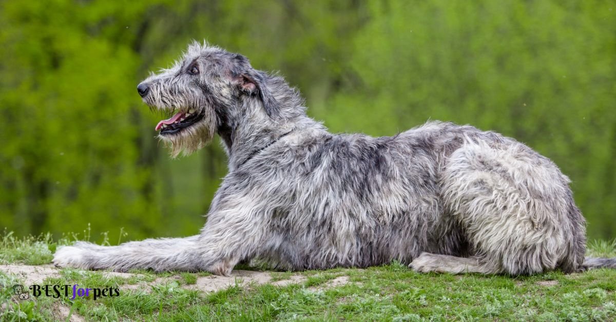 Irish Wolfhound- Dog Breed With The Shortest Lifespan