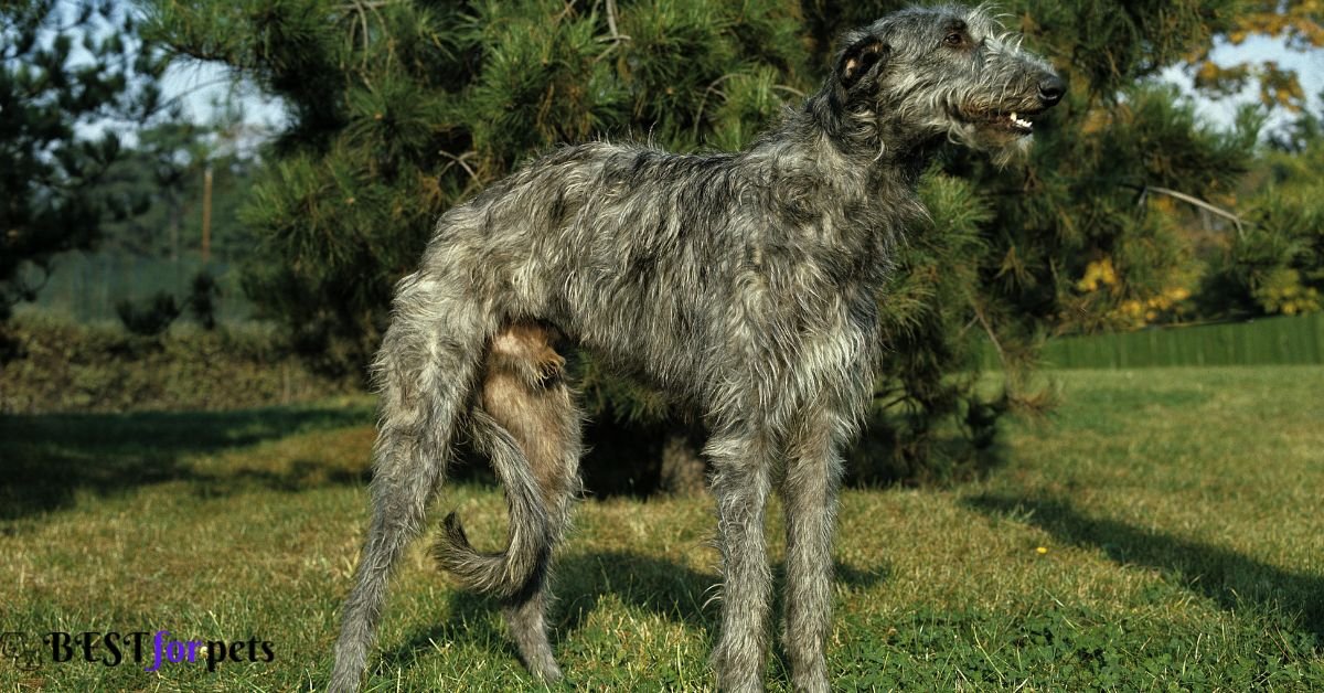 Scottish Deerhound- Dog Breed With The Shortest Lifespan