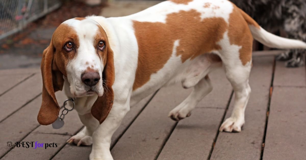 Basset Hound - Dog Breed With The Shortest Lifespan