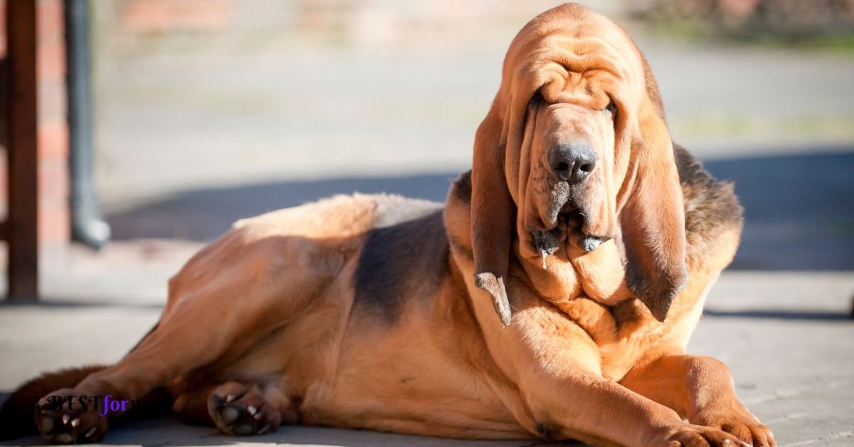 Bloodhound - Dog Breed With The Shortest Lifespan