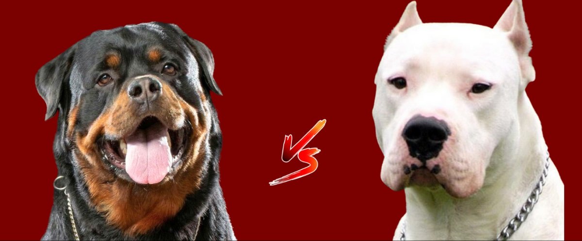 Dogo Argentino Vs Rottweiler
