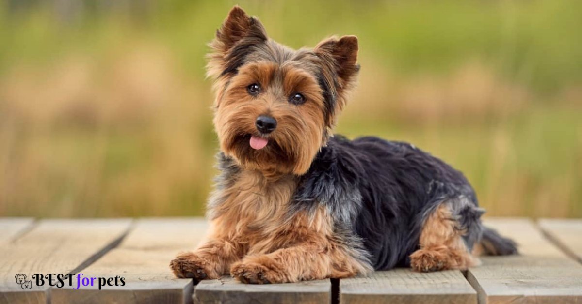Yorkshire Terrier- Dogs That Are The Most Difficult To Housebreak